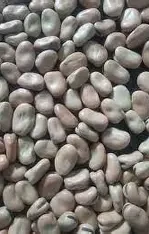 حبات فول تدميس 500 جم